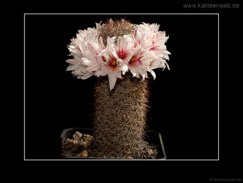 Mammillaria fraileana