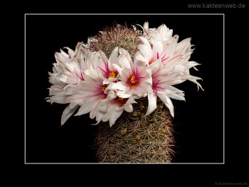 Mammillaria fraileana