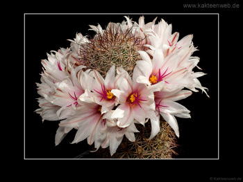 Mammillaria fraileana