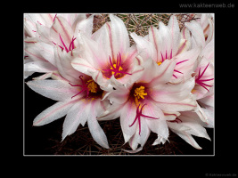 Mammillaria fraileana