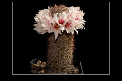 Mammillaria fraileana