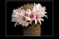 Mammillaria fraileana