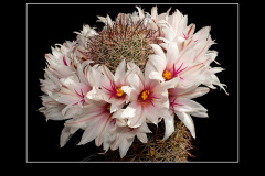 Mammillaria fraileana