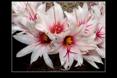 Mammillaria fraileana