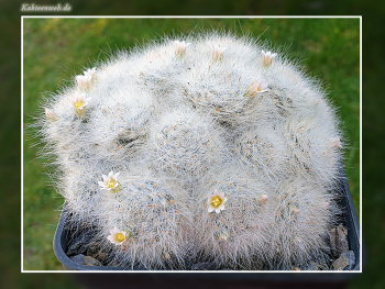 Mammillaria glassii