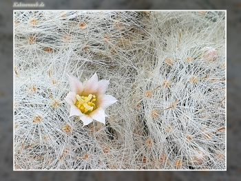 Mammillaria glassii