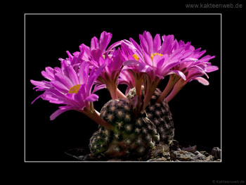 Mammillaria goldii Mammillaria goldii