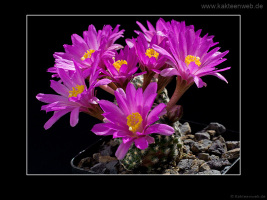 Mammillaria goldii
