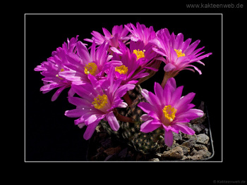 Mammillaria goldii Mammillaria goldii