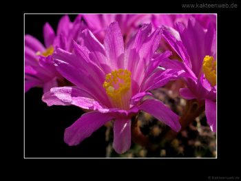 Mammillaria goldii Mammillaria goldii