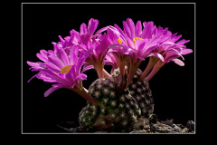 Mammillaria goldii