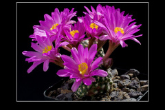 Mammillaria goldii