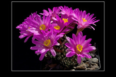Mammillaria goldii