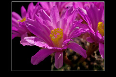 Mammillaria goldii