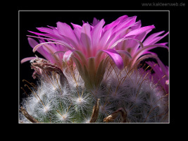 Mammillaria guelzowiana