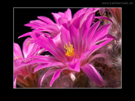 Mammillaria guelzowiana