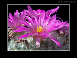 Mammillaria guelzowiana