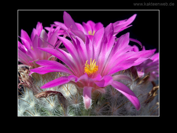 Mammillaria guelzowiana