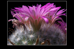 Mammillaria guelzowiana