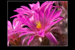 Mammillaria guelzowiana