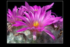 Mammillaria guelzowiana