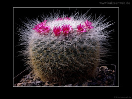 Mammillaria hahniana