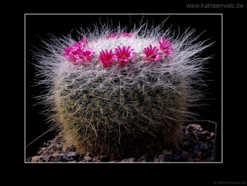 Mammillaria hahniana