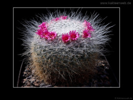 Mammillaria hahniana
