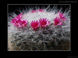 Mammillaria hahniana
