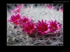 Mammillaria hahniana