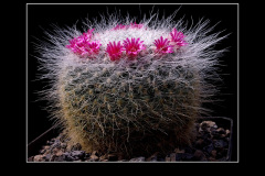 Mammillaria hahniana