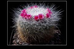 Mammillaria hahniana