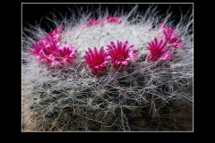 Mammillaria hahniana