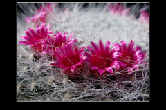 Mammillaria hahniana