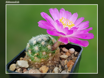 Mammillaria haudeana