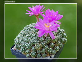 Mammillaria haudeana