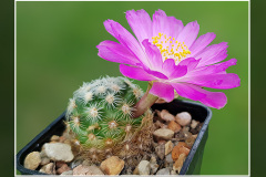 Mammillaria haudeana