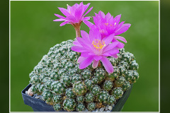 Mammillaria haudeana