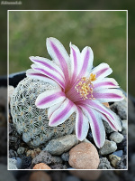 Mammillaria hermosana