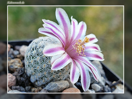 Mammillaria hermosana