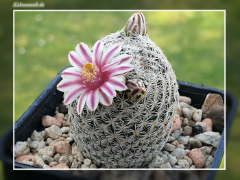 Mammillaria hermosana Mammillaria hermosana