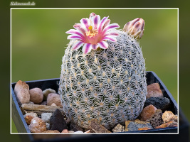 Mammillaria hermosana VZD 1181