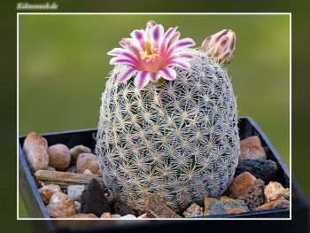 Mammillaria hermosana VZD 1181 Mammillaria hermosana VZD 1181