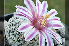 Mammillaria hermosana