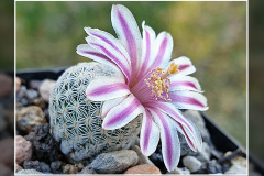 Mammillaria hermosana