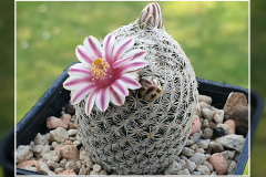 Mammillaria hermosana