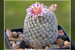 Mammillaria hermosana VZD 1181