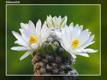 Mammillaria hernandezii fa. albiflora
