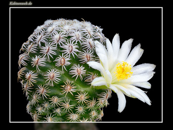 Mammillaria hernandezii fa. albiflora2