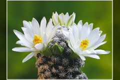 Mammillaria hernandezii fa. albiflora